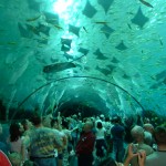 aquarium5